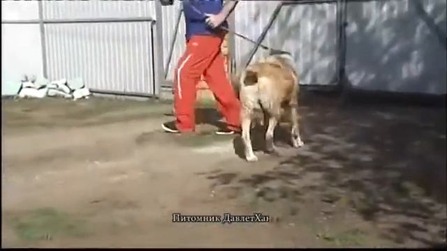 Сара. Инбредная 2 /2 на Сарбая С.Федякина смотреть онлайн