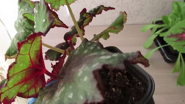 Как выросла бегония декоративно лиственная за полгода и в какой грунт пересаживать #бегония#цветы смотреть онлайн