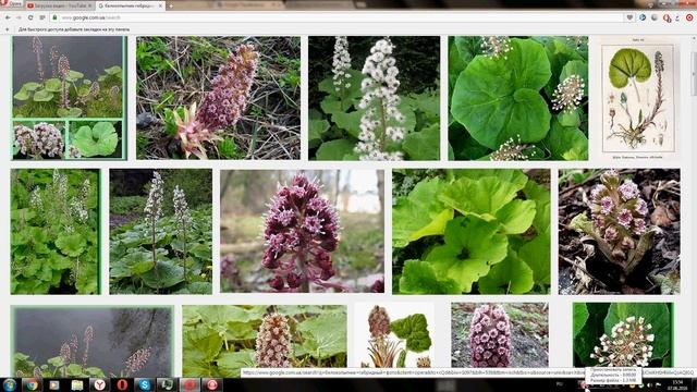 Белокопытник лекарственный (Butterbur drug) смотреть онлайн