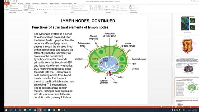 Clinical immunology смотреть онлайн