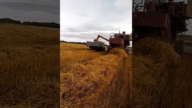 Уборка овса 2017. -2 смотреть онлайн