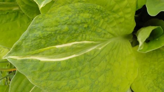 Неизлечимая болезнь хост вирус икс. смотреть онлайн