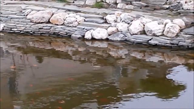 Искусственный водоём с карпами Коя