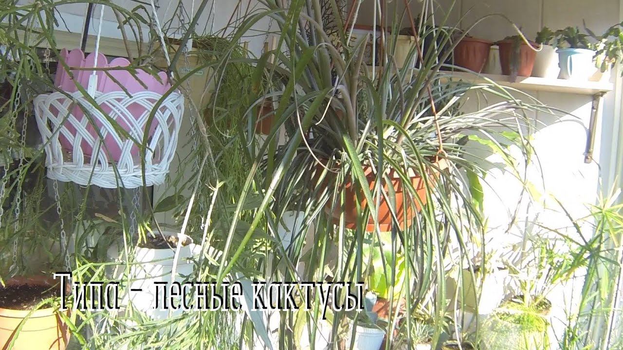 Комнатные цветы. Обзор-Эпифиллум, Рипсалис, Хатиора и др. #лесныекактусы #обзорцветов