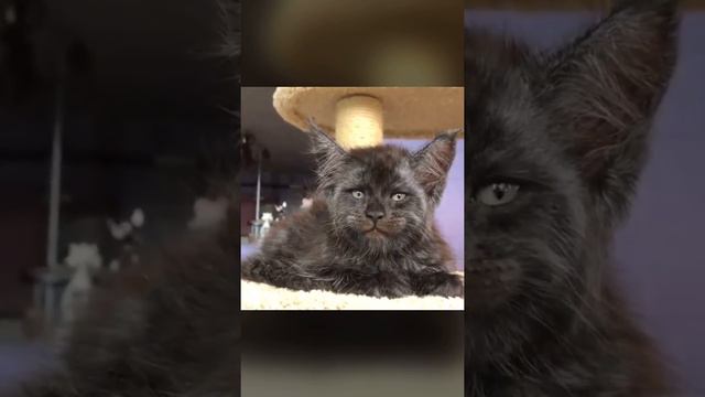 Cat looks like medieval cat paintings смотреть онлайн