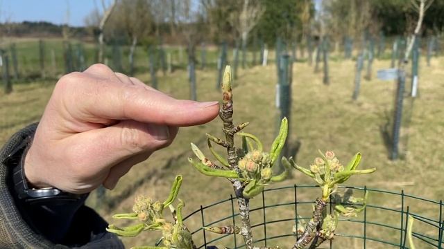 Leaf and Flower Buds on Pear Trees смотреть онлайн