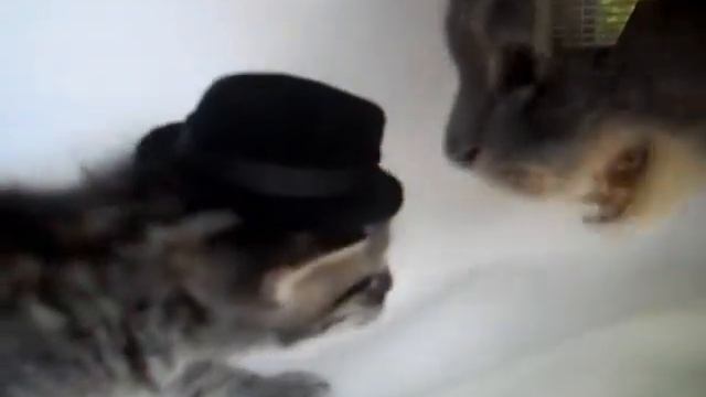 kitten smack смотреть онлайн