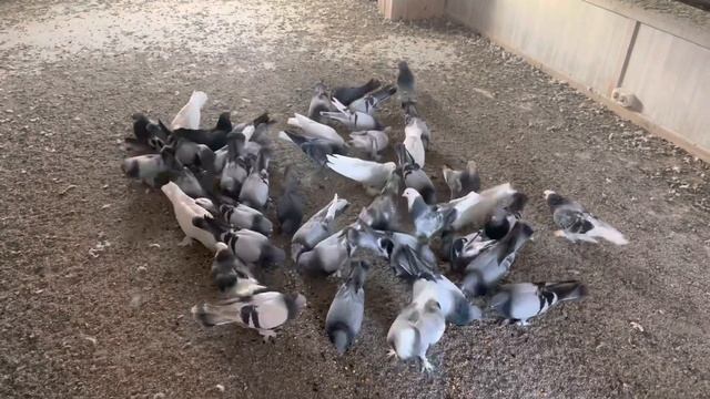 Совесть замучила или покажи им винт. смотреть онлайн