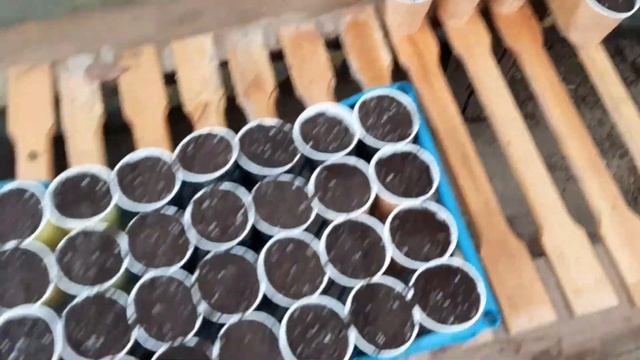 Размножение кипарисовика аризонского, Arizonika kiparisini ko'paytirish смотреть онлайн