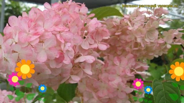 Гортензия метельчатая Перл де Отум. Краткий обзор, описание hydrangea paniculata Perle d`Automne смотреть онлайн