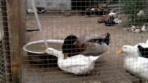 Утки. Какая порода лучше? Что за порода- Башкирская Цветная.