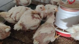 3 недели бройлеры взвешивание