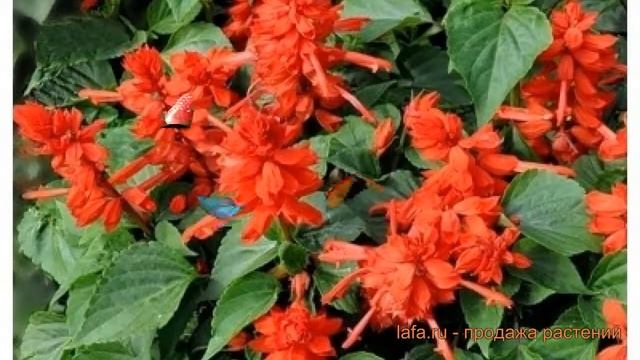 Сальвия обыкновенный Брайт Ред ? сальвия Брайт Ред обзор: как сажать семена сальвии Брайт Ред