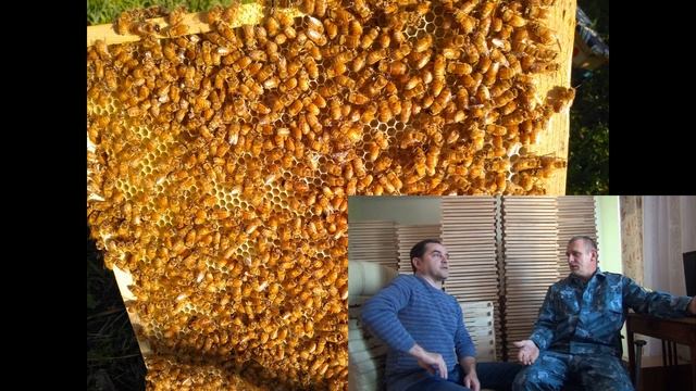 итальянка кордован ,какой он ? смотреть онлайн