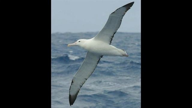 Сонник Альбатрос