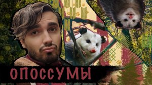 Опоссумы:  Сумчатые реликты современности или грязные помойные крысы?