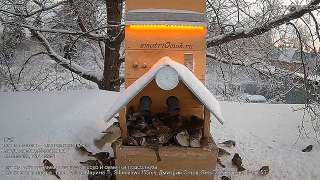 Веселое утреннее щебетание птичек у кормушки #Омск Russia, Siberia