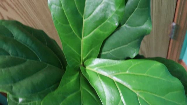 FIDDLE FIG BROWN SPOTS ON LEAVES UPDATE #fiddlefig #fiddlefigcare смотреть онлайн