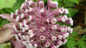 Белокопытник РЕЛАКС ТЕРАПИЯ ИМПРОВИЗАЦИЯ композитор Виктор Анохин #piano #instrumentalmusic #цветы