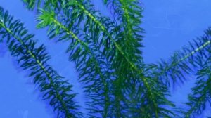 ЭЛОДЕЯ АКВАРИУМНАЯ. СОДЕРЖАНИЕ И РАЗВЕДЕНИЕ