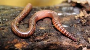 ТОП 10 самых интересных фактов о ДОЖДЕВЫХ ЧЕРВЯХ
