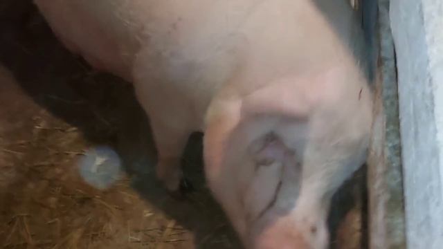 Как мы моем своих свиней)))) смотреть онлайн