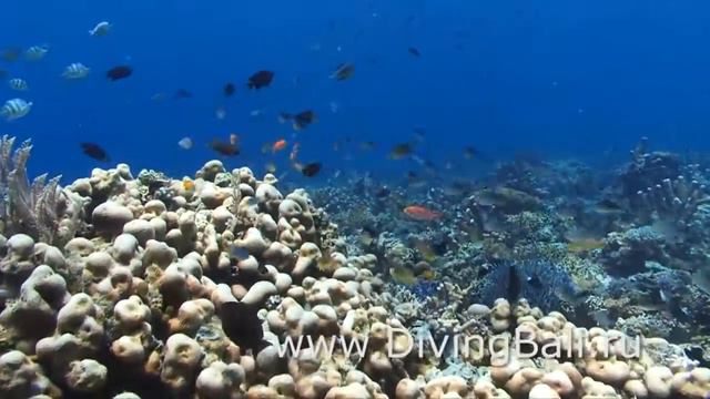 Diving in Komodo National Park. Дайвинг на Комодо. смотреть онлайн