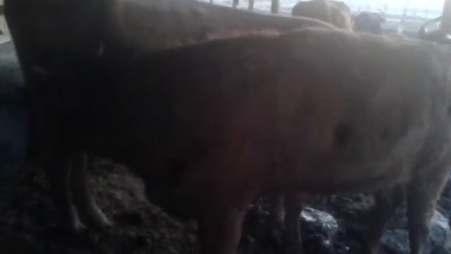 Как растут телята на подсосе How do calves grow on saline смотреть онлайн