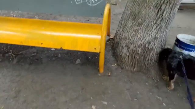 Русский охотничий спаниель Марта впервые "на охоте" 1 смотреть онлайн