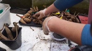 Деление клубней георгины.