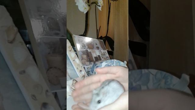 Минусы Джунгарских хомячков/MARI PET смотреть онлайн