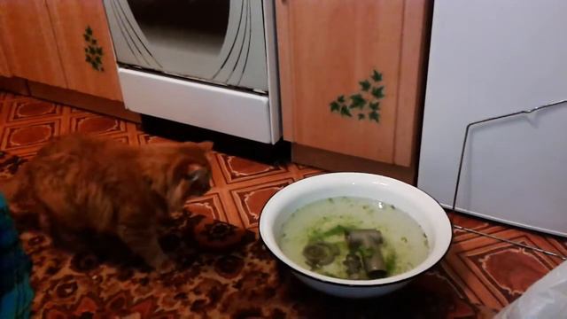 пугливый кот из фильма ужасов.mp4 смотреть онлайн