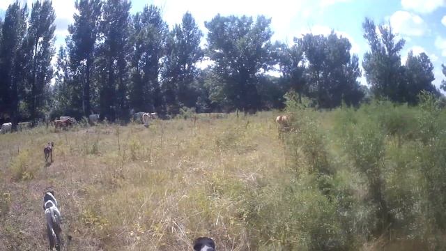 28.07.2022 КоАП РФ Статья 8.26. Самовольное использование лесов...