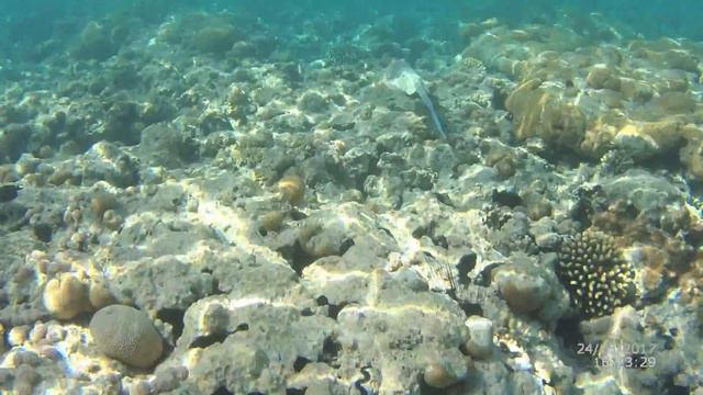 Faraana Reef Resort смотреть онлайн