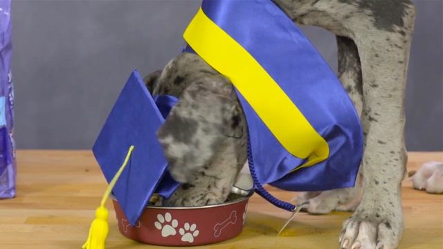 Eukanuba Life-Stage Formulas for Dogs | Chewy смотреть онлайн