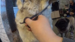 Стрижка золотистого ретривера