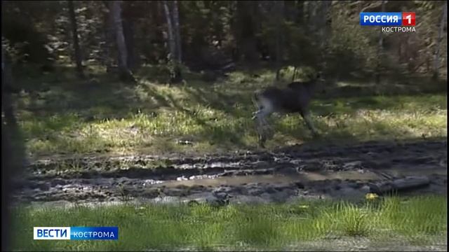 Поскользнулся на мокрой дороге: стали известны подробности утреннего ДТП с лосем в Костроме смотреть онлайн