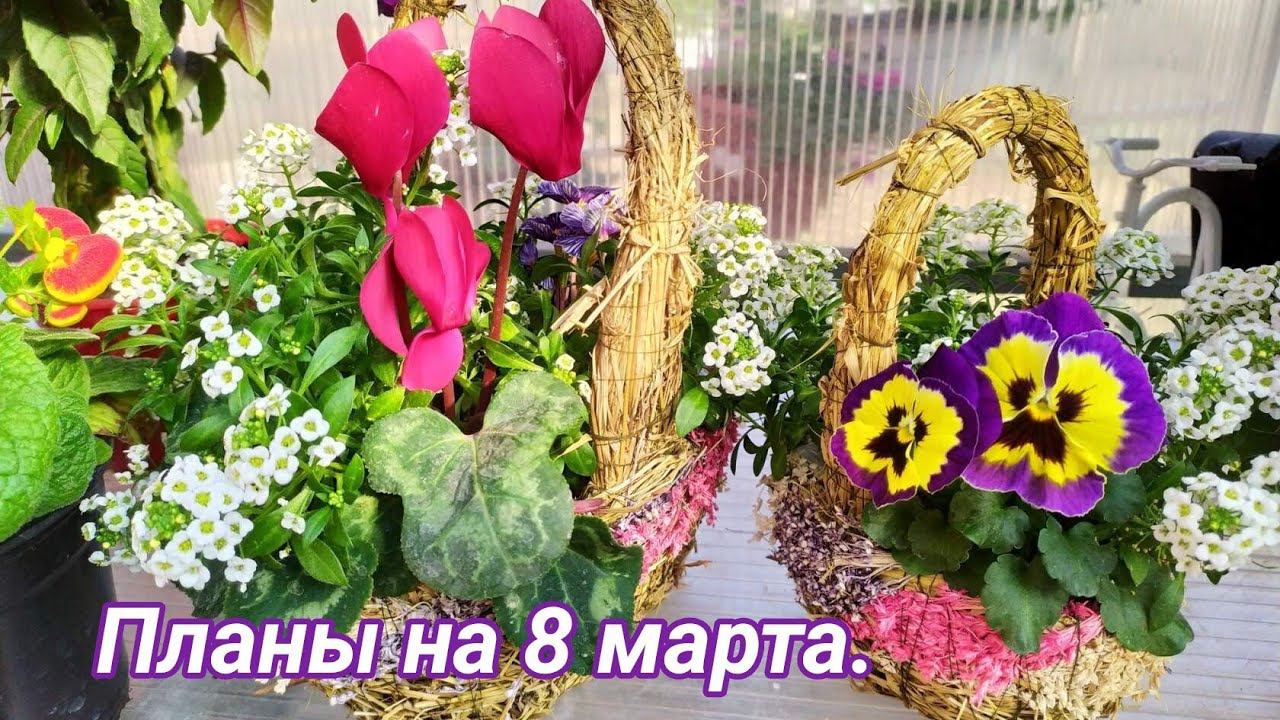 Подготовка к 8 марта. Посев цинерарии гибридной. смотреть онлайн