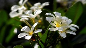 Что Делать, Чтобы Плюмерия Шикарно Цвела? / 5 Секретов По Уходу За Плюмерией