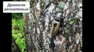 Окружающий мир 1 класс ч.2, тема урока "Красная книга России", с.54-55, Перспектива.