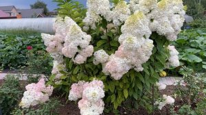 ТОП - 3  самых лучших гортензий метельчатых. Эти сорта покорили весь мир. ???