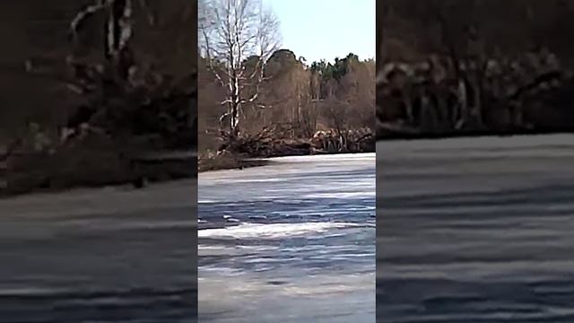 Утка на льду, селезень на воде и всё это в Усть-Салде смотреть онлайн