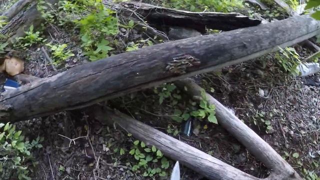 Подберёзовики 2020! Шок! Мечта любого грибника! смотреть онлайн