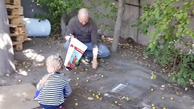 Сбор диких груш. смотреть онлайн
