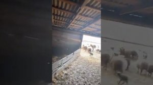 Овцы с ягнятами 350 голов на продажу  все вместе в круг цена 150р. кг. Живым весом