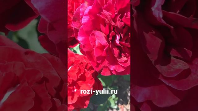 «Дон Жуан» плетистая Роза с бархатными лепестками?Каталог rozi-yulii.ru? #розы #саженцыроз смотреть онлайн