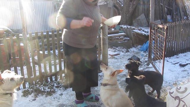 Учимся сидеть. Жужа и Черника просто умнички! смотреть онлайн