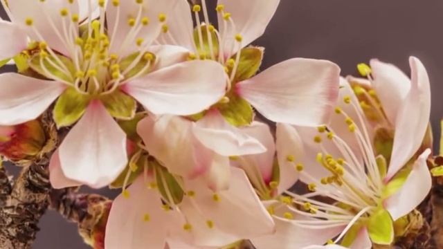 ЖЕНСКАЯ МЕДИТАЦИЯ смотреть онлайн