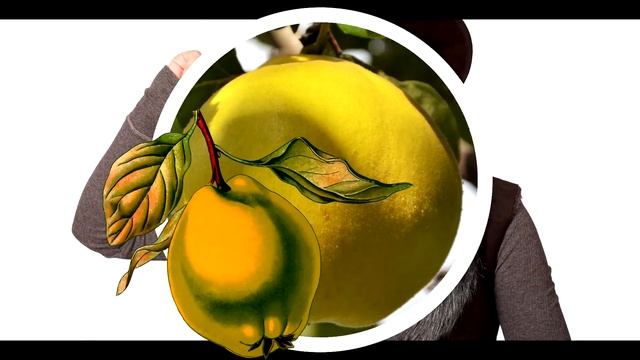 Айва фрукт с лечебными свойствами. смотреть онлайн