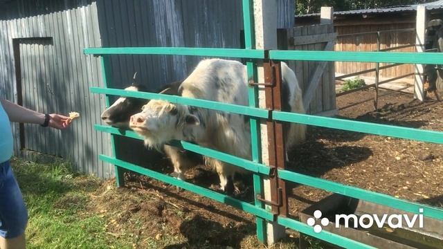 Контактный зоопарк Пермский край | зоопарк на открытом воздухе|Пермский зоопарк|Ангелина 4 года 10